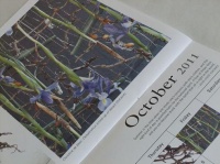 South African Flower Union Calendar 2011 
