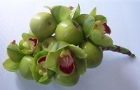 Apples and Orchids