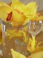 Boat Orchids