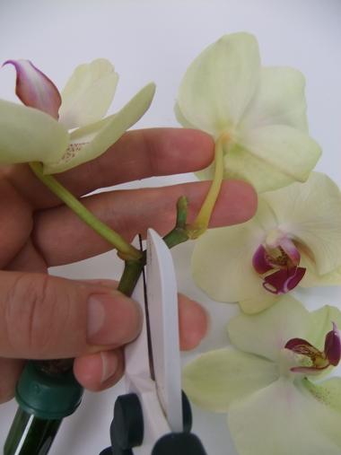 Tutorials - Placing Orchids In Test Tubes