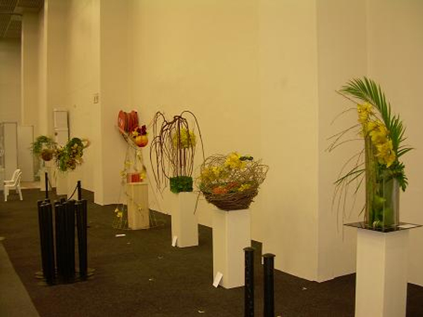 Veiled Sunshine:50th Anniversary of the South African Orchid Society