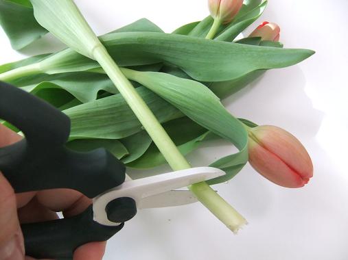 Cut Tulips