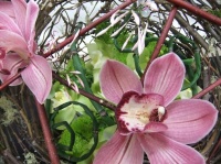 A Floral Fable:  Colour Design 