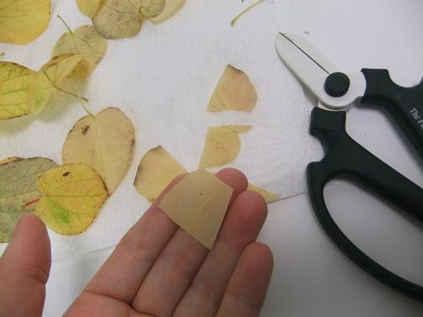 Cut the leaves in irregular blocks