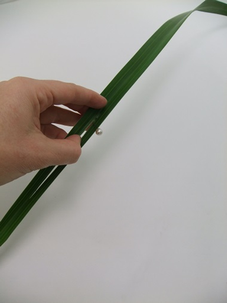Split a long leaf to remove the hard vain