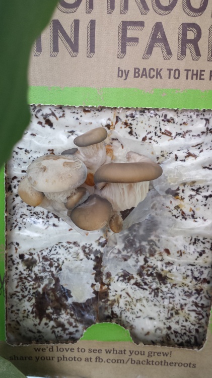 Tutorials Bark Pod For Growing A Pearl Oyster Mushroom Mini Farm