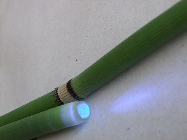 Equisetum and LED light