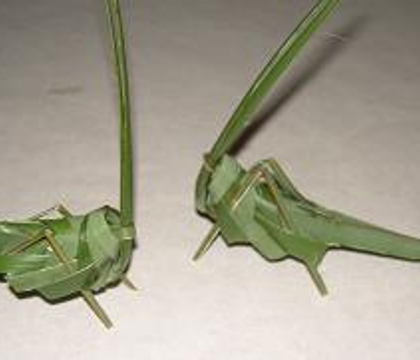 Palm leaf Hopper-flies (grasshoppers and butterflies)