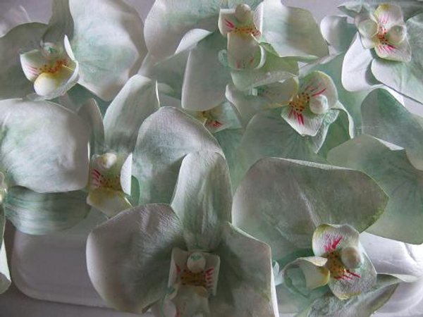 orchids