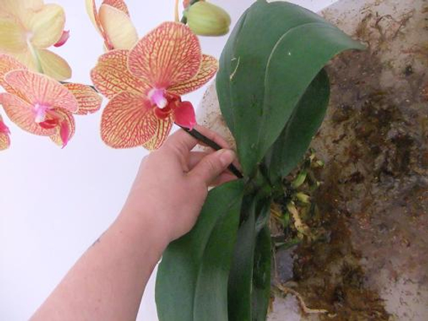 Conditioning orchid plants