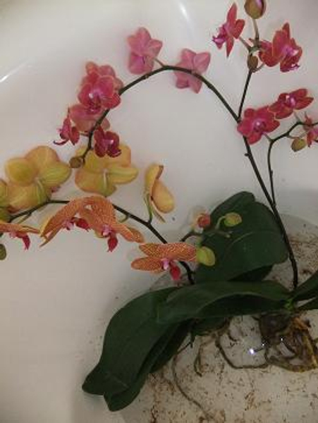 Conditioning orchid plants Conditioning orchid plants