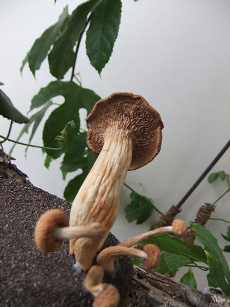 Mushrooms in the mud