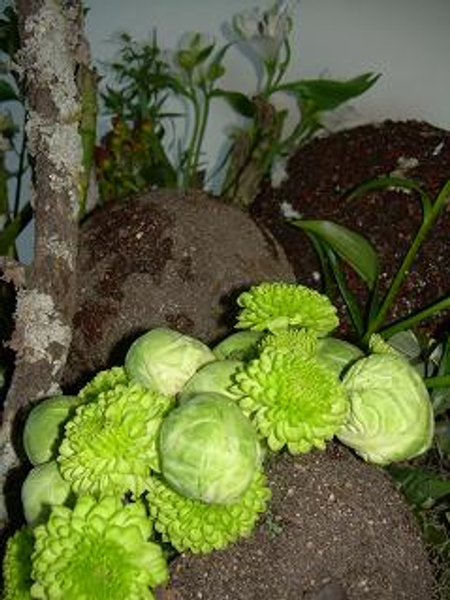 Brussels Sprouts in the Kitchen Garden