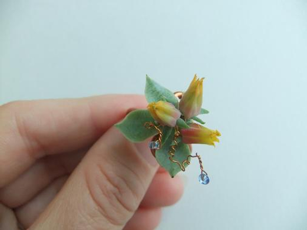Echeveria ring- a week later! Echeveria ring- a week later!
