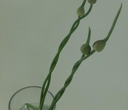 Curl Allium stems while conditioning