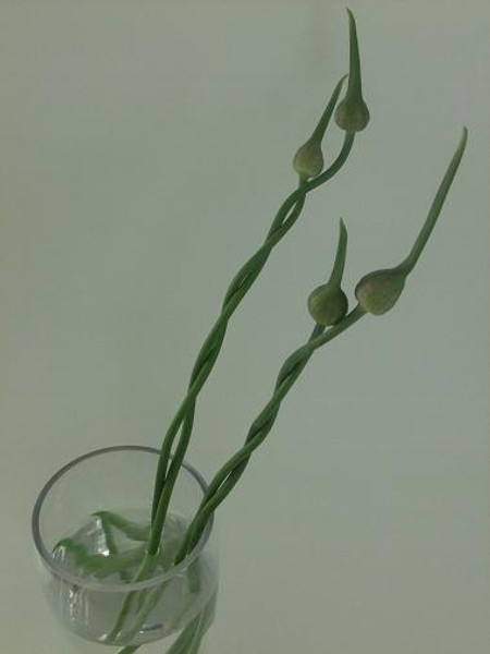 Curling Allium stems for floral art