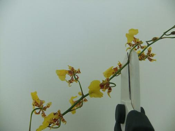 Cut oncidium orchids into short sections