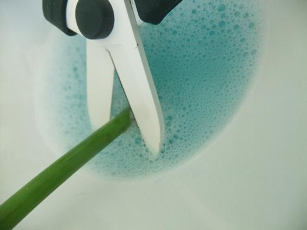 Cutting Allium stems Cutting Allium stems
