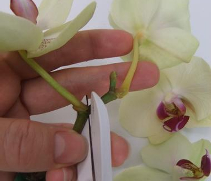 Placing orchids in test tubes