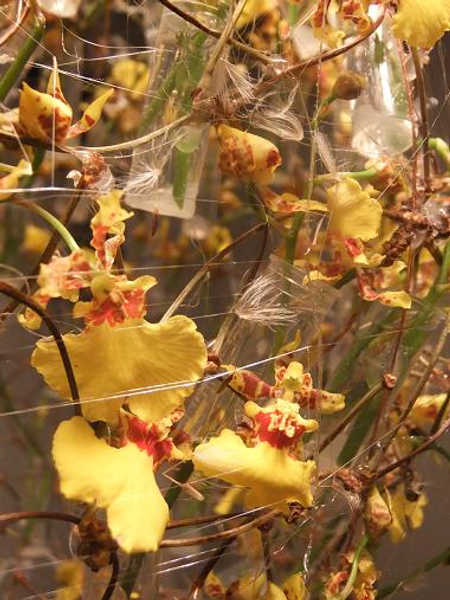 Dandelion seeds on the floral cocoon