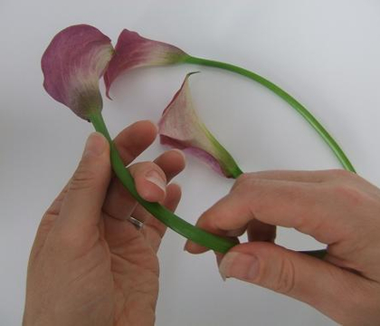 Curving Calla Lilies