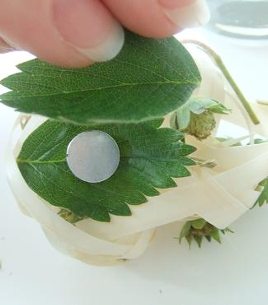 Glue the magnet between the leaves