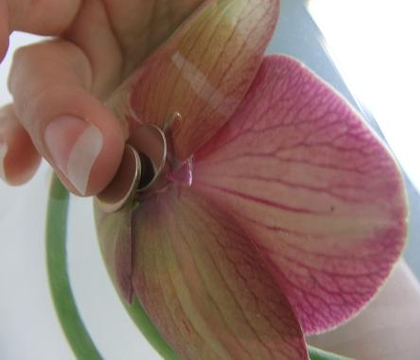 Suspending and positioning a Phalaenopsis orchid under water