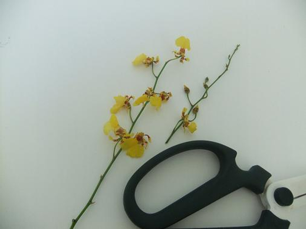 Oncidium orchids cut short
