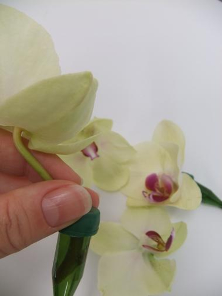Orchid in a test tube ready to design with