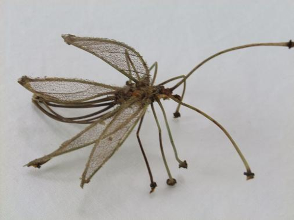 Christine de Beer-Twig stick insect JPG