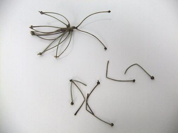 Six insect stick legs