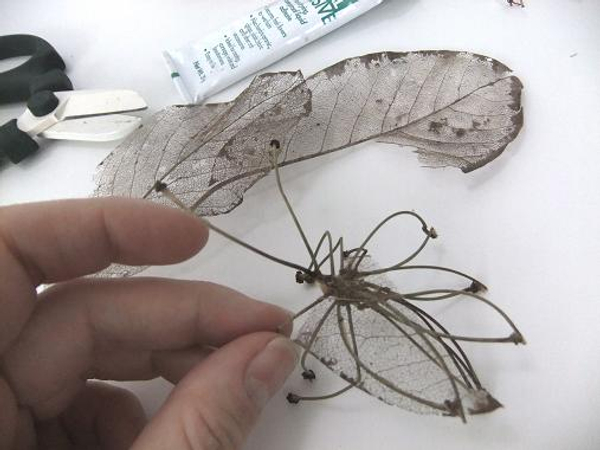 Skeleton leaf wings for my stick insect