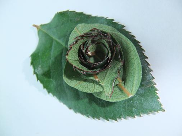Rose leaf 1