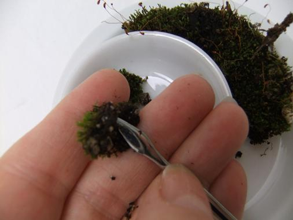 Clean clumps of moss to remove the dirt without damaging the spores