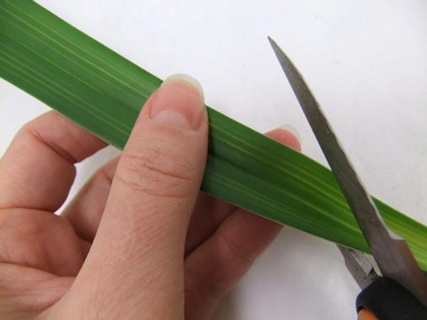 Cut the thick part from the leaf Cut the thick part from the leaf