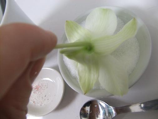 Gently press the orchid into the sugar