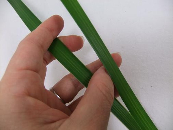 Split the palm leaf in two