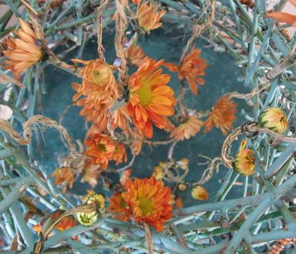 Chrysanthemum - Chrysanthemum or "mums"