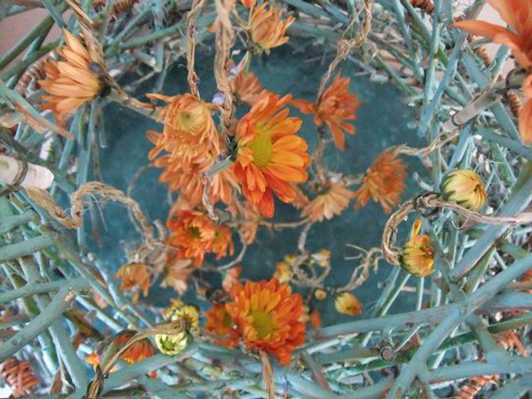 Chrysanthemum - Chrysanthemum or "mums"