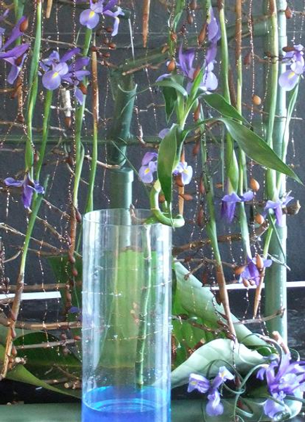 Dracaena sanderiana - Lucky Bamboo, Ribbon Dracaena, Belgian Evergreen, Ribbon Plant