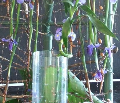 Dracaena sanderiana
