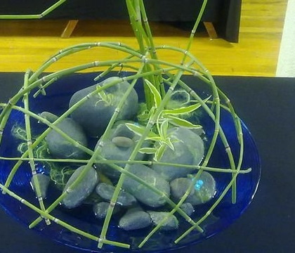 Equisetum