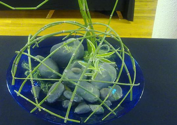 Equisetum - Scouring Rush, Horsetail, snake grass, puzzle grass Equisetum - Scouring Rush, Horsetail, snake grass, puzzle grass