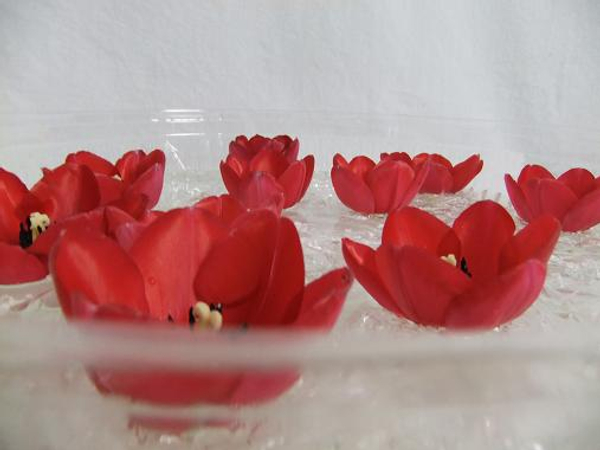 Floating Tulips