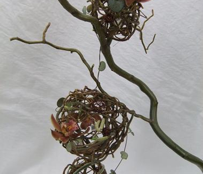 Salix matsudana "Tortuosa" - Curly Willow, Chinese Willow, Tortured Willow, Globe Willow, Dragon's Claw, Hankow Willow