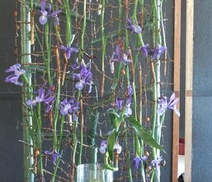 Iris - Dutch Iris or widow iris are the best known varieties used as cut flowers