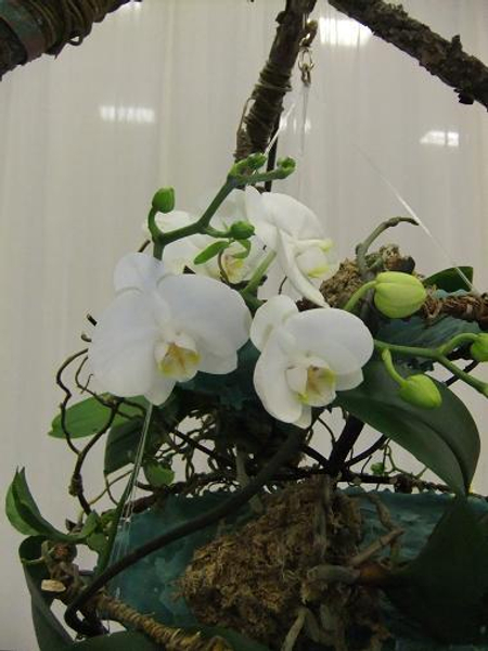 Double Phalaenopsis Orchid display dressed with curly willow and moss by  Green Bouquet Floral Design