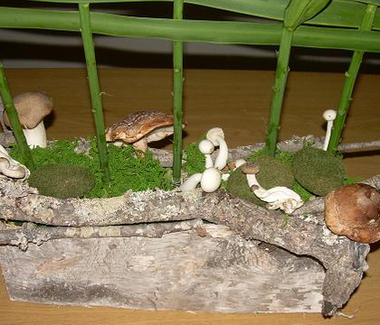 Lentinula edodes - Shiitake Mushrooms