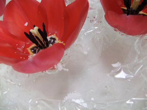 Tulips float on water