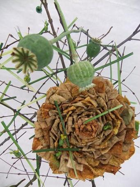 Papaver - Poppy with poppy seed heads